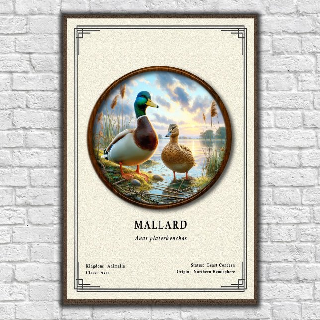 Poster Pôster da Série de Zoologia do Pato-real (Criador carregado)