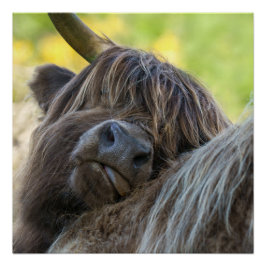 Póster Poster da Vaca do Planalto Castanho