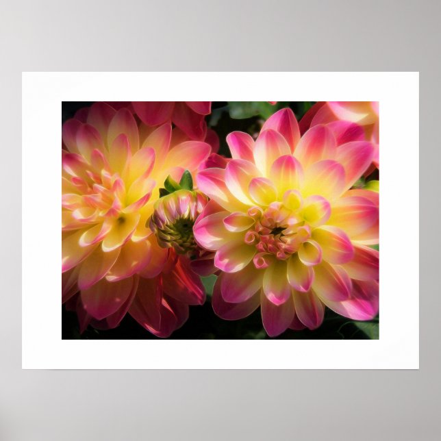 Poster Poster-Dahlias (Frente)
