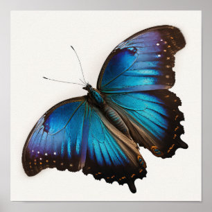 Poster Pôster de Arte da Borboleta Morfo Azul