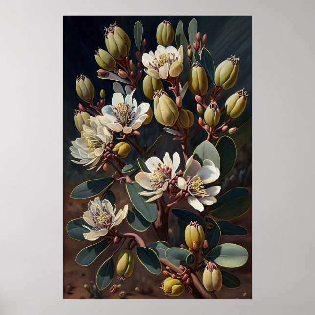 Poster Pôster de Arte da Flor de Jojoba Branca  (Frente)