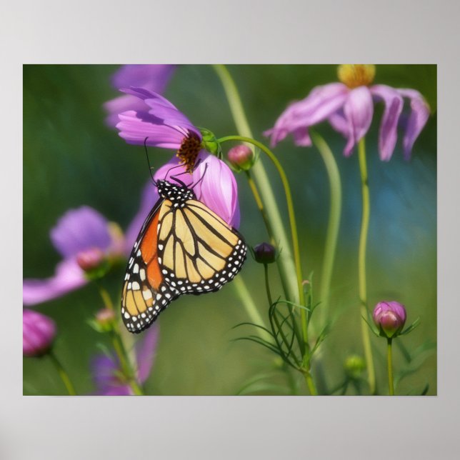 Poster Pôster de Arte de Borboleta Monarca e Flores de Co (Frente)
