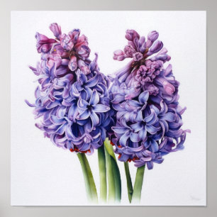 Poster Pôster de Arte de Flor de Jacinto Roxo