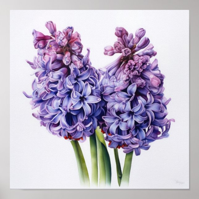 Poster Pôster de Arte de Flor de Jacinto Roxo (Frente)