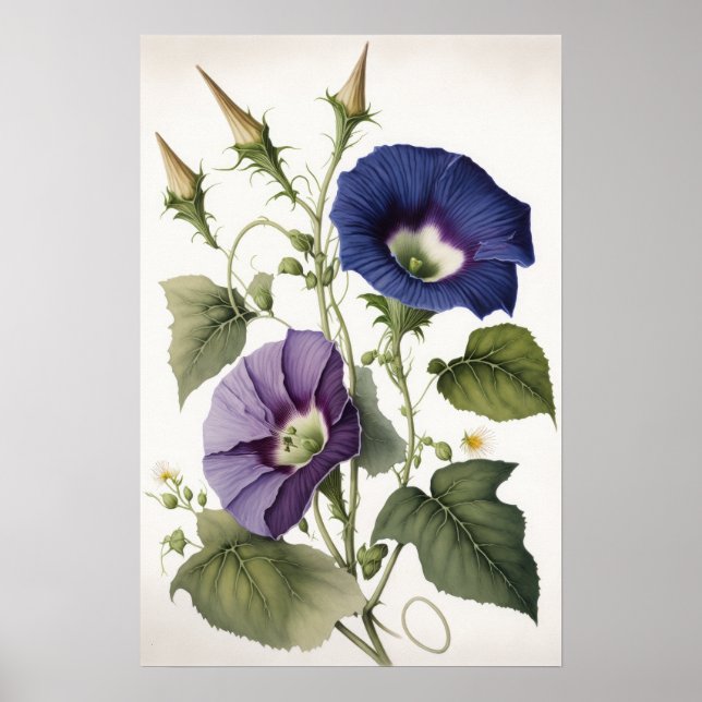 Poster Pôster de Arte de Flores de Ipomoea Roxa (Frente)