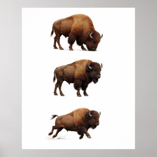 Poster Pôster de Arte de Parede de Bisão Selvagem