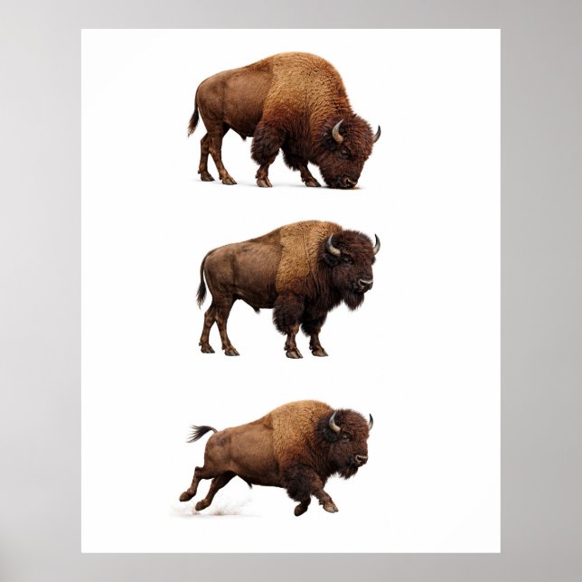 Poster Pôster de Arte de Parede de Bisão Selvagem (Frente)