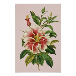 Póster Pôster de Arte Moderna Flor Botânica Vintage II