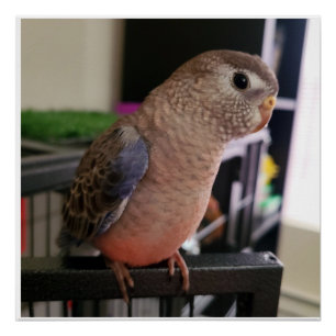 Póster Poster de Bourkes Parakeet Glossy