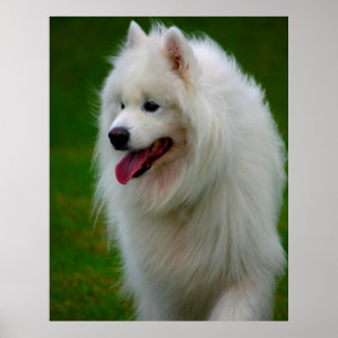 Poster Pôster de Cachorro Samoyed.