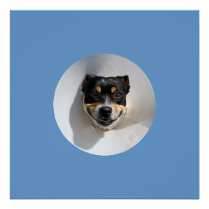 Póster Poster de cão sorridente engraçado