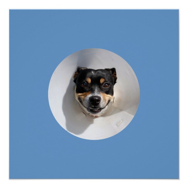 Póster Poster de cão sorridente engraçado (Frente)