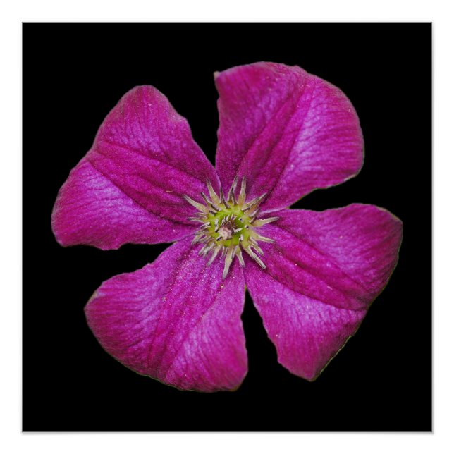 Póster Poster de Clematis Rosa (Frente)