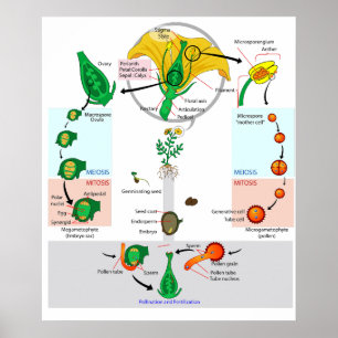 Poster Pôster de Diagrama do Ciclo de Vida de Angiosperma