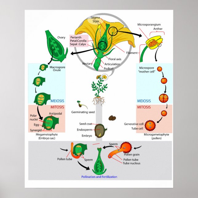 Poster Pôster de Diagrama do Ciclo de Vida de Angiosperma (Frente)