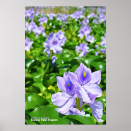 Poster Pôster de Eichhornia crassipes