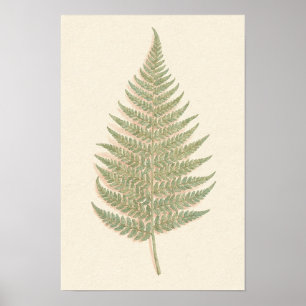 Poster Pôster de Estudo Botânico de Samambaia de Bracken
