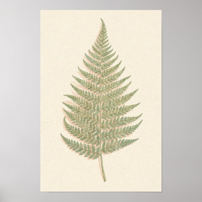Poster Pôster de Estudo Botânico de Samambaia de Bracken (Frente)
