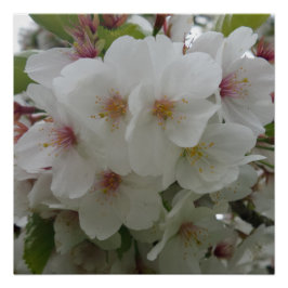 Póster Poster de Flor Branco