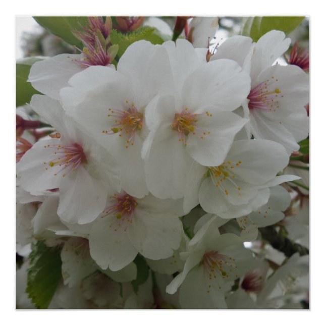 Póster Poster de Flor Branco (Frente)