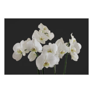 Póster Poster de Flores Orquídeas Brancas