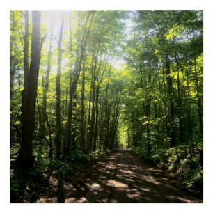 Póster poster de floresta