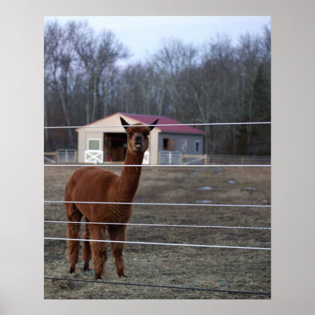 Poster Pôster de Foto de Alpaca (Frente)