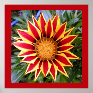 Póster Pôster de Foto de Flor Amarela e Vermelha Colorida