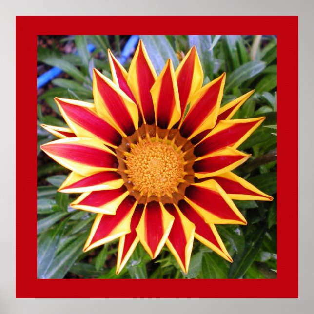 Póster Pôster de Foto de Flor Amarela e Vermelha Colorida (Frente)