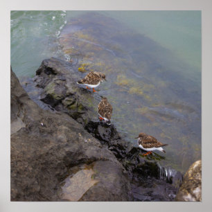 Poster Pôster de Foto de Pássaros em Rochas