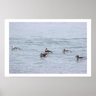 Poster Pôster de Foto de Patos