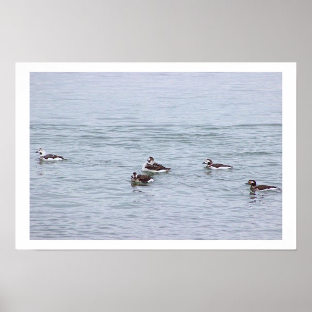 Poster Pôster de Foto de Patos (Frente)