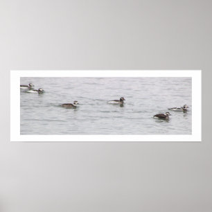 Poster Pôster de Foto de Patos