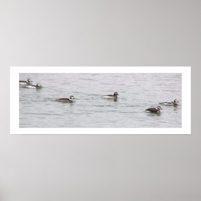 Poster Pôster de Foto de Patos (Frente)