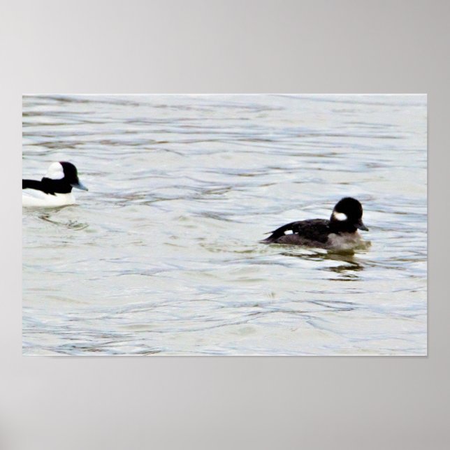 Poster Pôster de Foto de Patos Bufflehead (Frente)