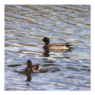 Póster Poster de Foto de Patos de Mallard