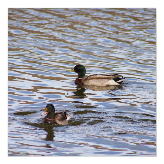 Póster Poster de Foto de Patos de Mallard (Frente)
