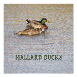 Póster Poster de Foto de Patos de Mallard