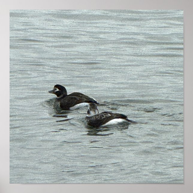 Poster Pôster de Foto de Patos na Água (Frente)