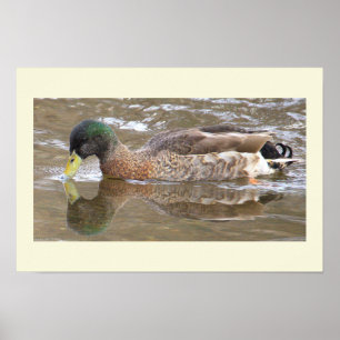 Poster Pôster de Foto de Reflexo do Pato-real