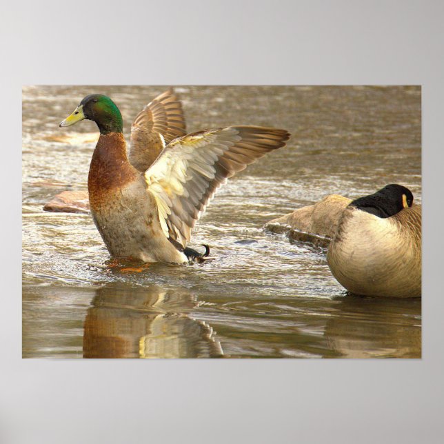 Poster Pôster de Foto de Reflexo do Pato-real (Frente)