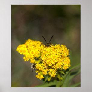 Poster Pôster de Foto de Solidago