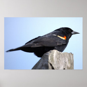 Poster Pôster de Foto do Sabiá-de-asa-vermelha