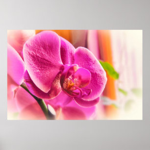 Poster Pôster de Foto Floral de Orquídea Rosa com Foco Su