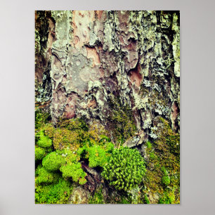 Poster Pôster de Fotografia da Natureza de Musgo e Casca