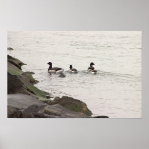 Poster Pôster de Gansos Brant no Oceano