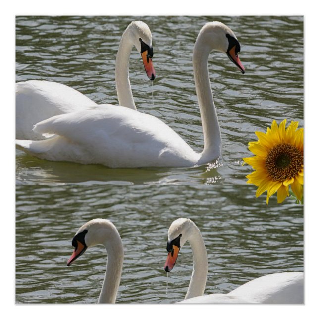 Póster Poster de girassol (Frente)