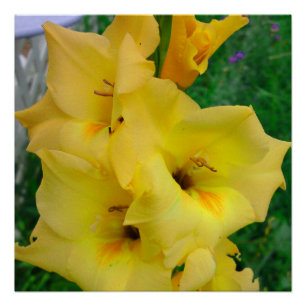 Póster Poster de Gladiola Amarela