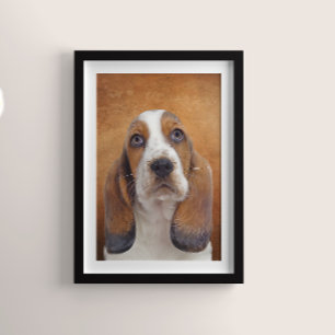 Póster Poster de Hound Basset
