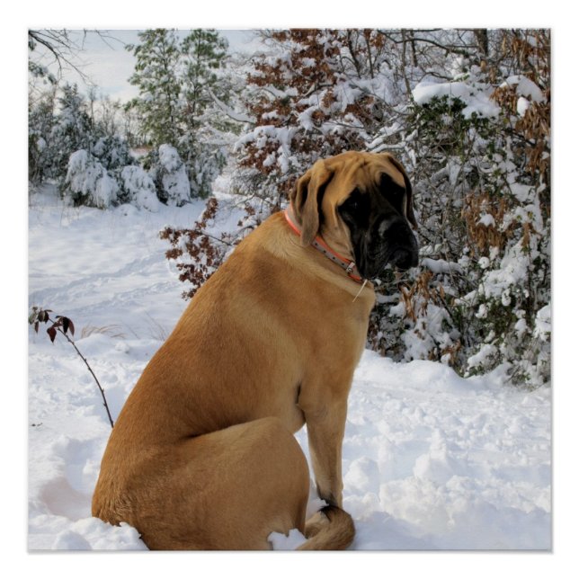 Póster Poster de neve Mastiff Inglês (Frente)
